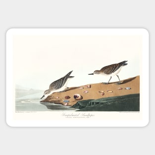 Semipalmated Sandpiper from Birds of America (1827) Sticker